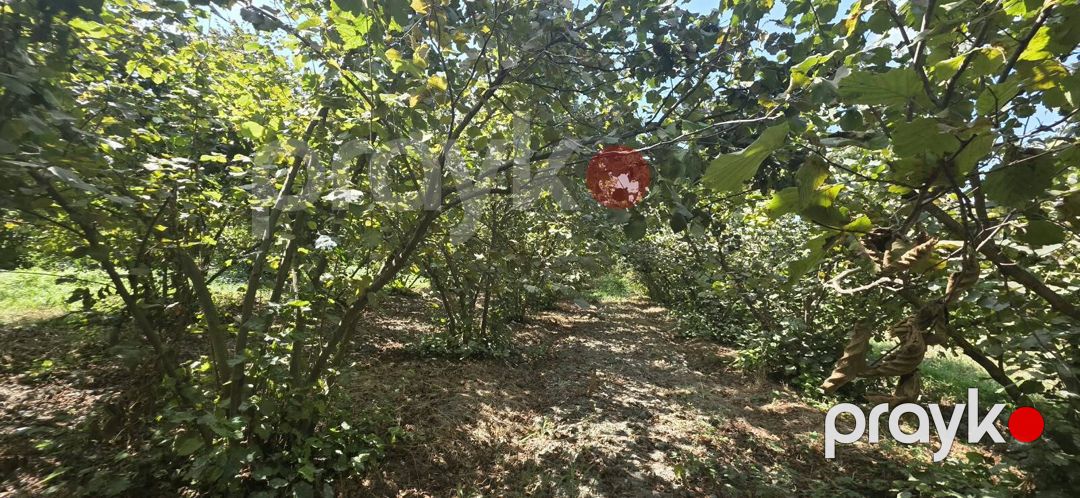 Satılır torpaq 300 sot — Torpaq, Xaçmaz (12)
