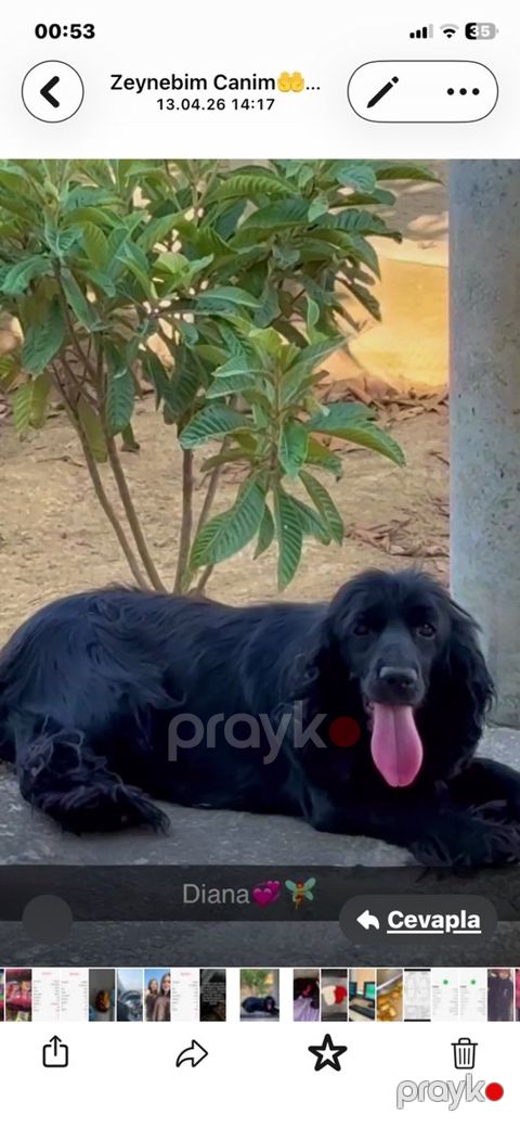 Koker spaniel — Bakı
