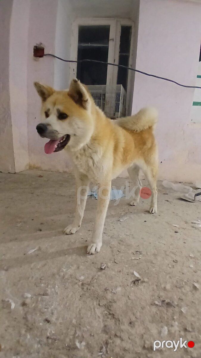 Akita-inu — Köpəklər, Bakı (2)