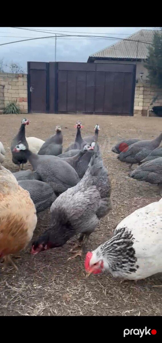 Firəng quşları — Quşlar, Sabirabad (4)