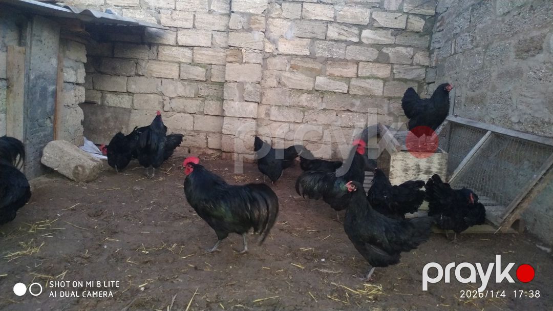 Avstralorp yumurtası — Quşlar, Bakı (5)