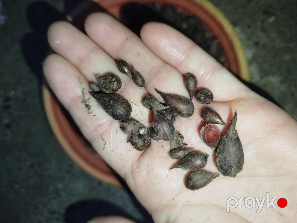 Sarı oxalis (Oxalis pes-caprae) soğanaqları. Parlaq sarı çiçəkləri və — Bitkilər, Digah (2)
