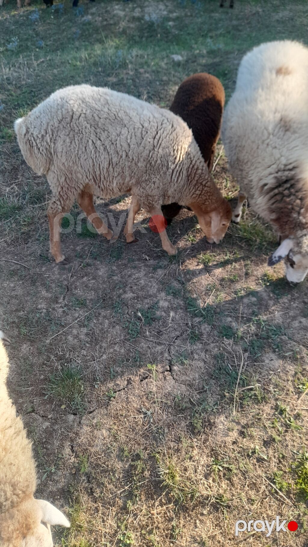 Salam beylagan guzusudu 8 ayligdi yaxşı damazlıq guzudu satma sebebim — Kənd təsərrüfatı heyvanları, Qusar (2)