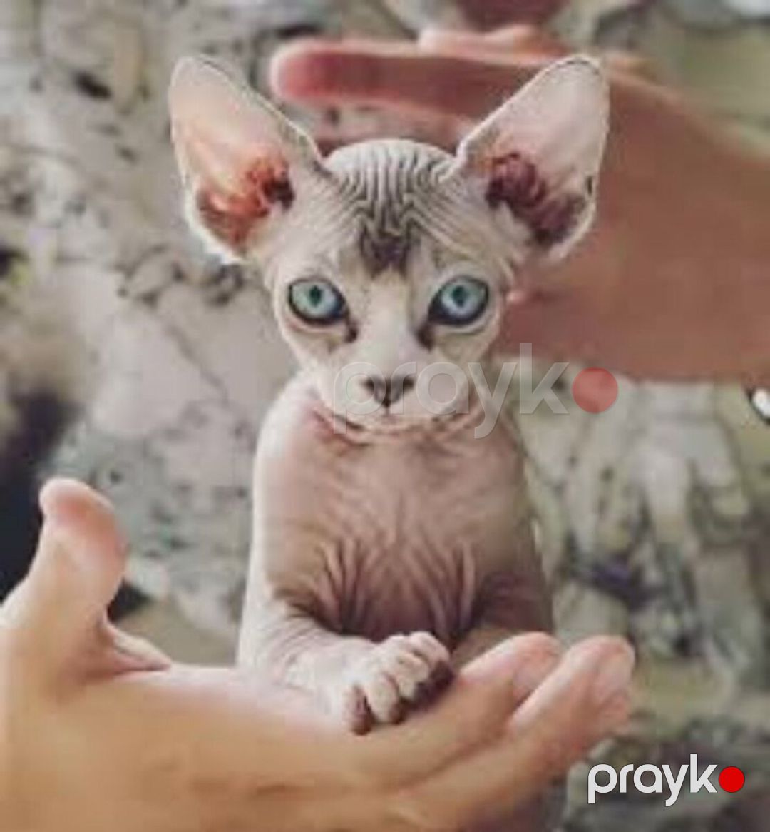 Котята сфинкса — Pişiklər, Bakı (2)