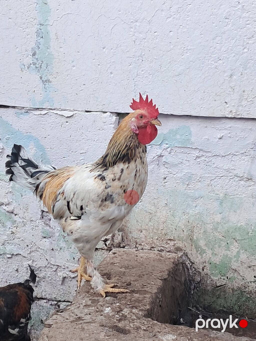 Xoruz, il: 1, Ödənişli çatdırılma — Toyuq və xoruz, Sabirabad (3)