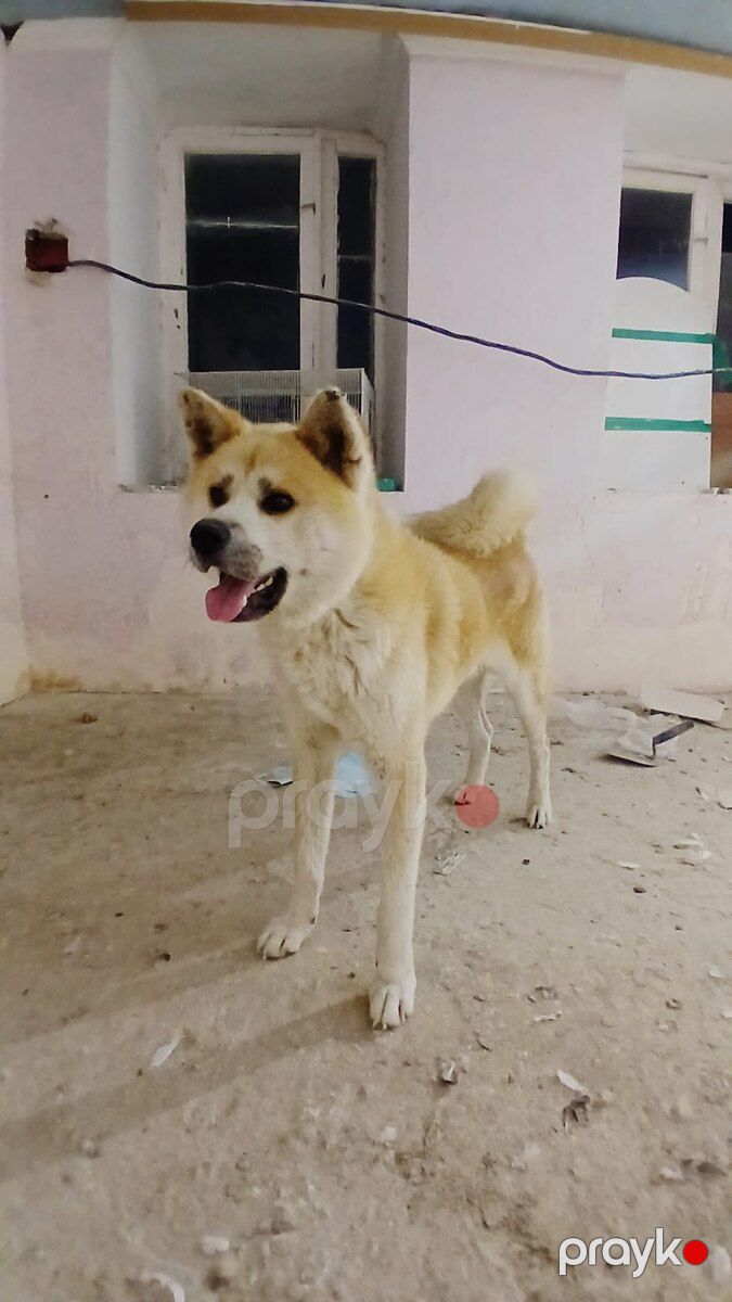 Akita-inu — Köpəklər, Bakı (3)