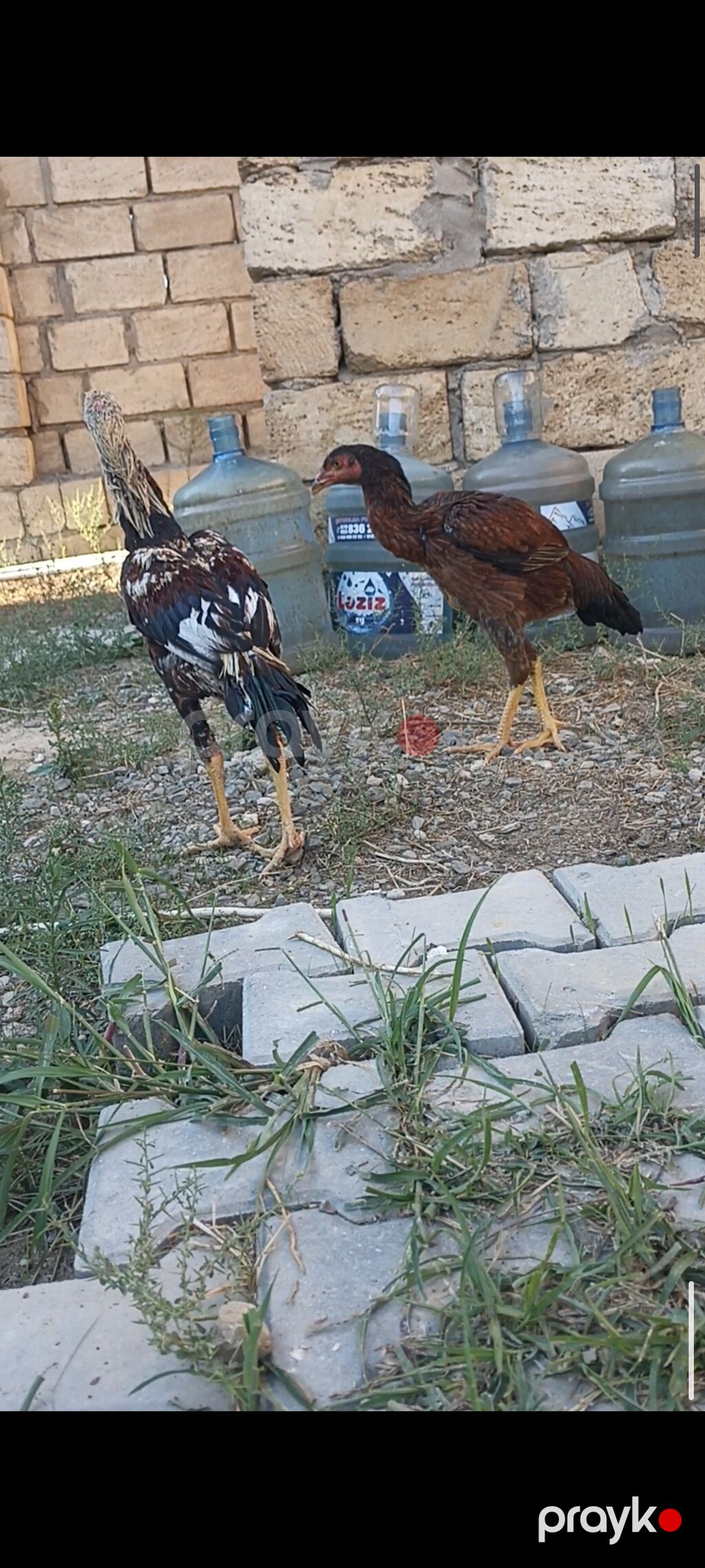 Toyuq, Damazlıq — Toyuq və xoruz, Bakı (2)