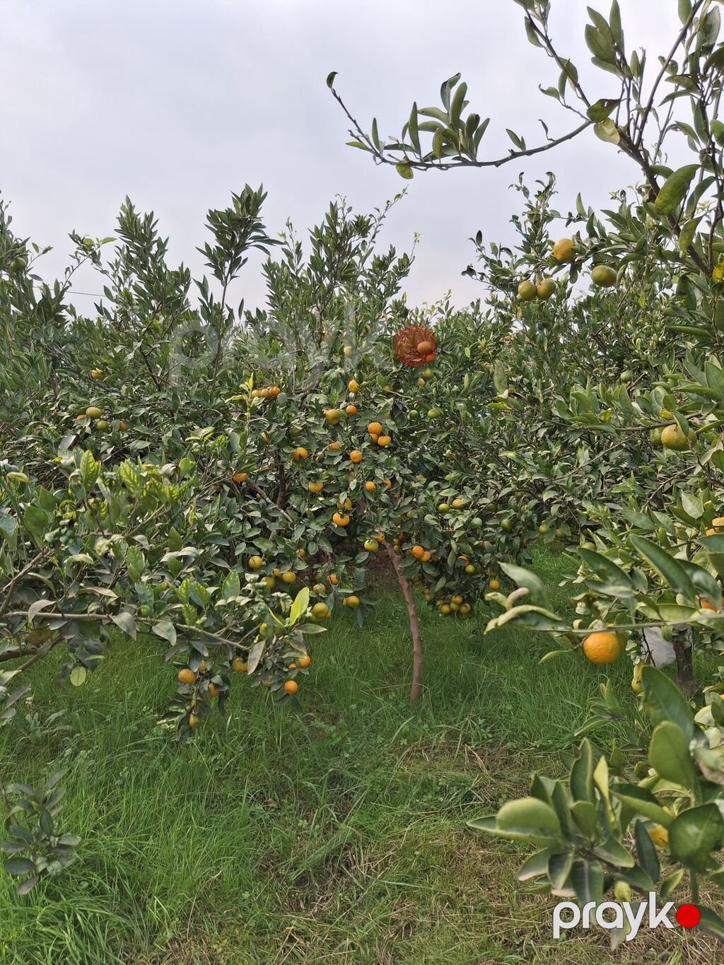 Astara rayon kijəbə qəsəbəsində yola yaxın məsafədə 15sot həyətyanı — Ağaclar və fidan, Astara (7)