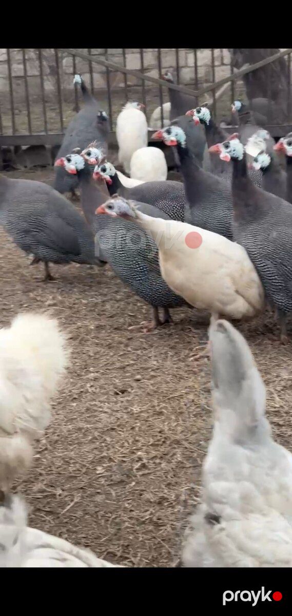Firəng quşları — Quşlar, Sabirabad (5)