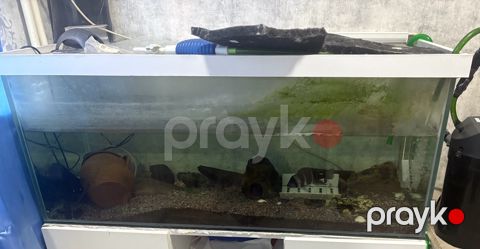 Akvarium — Bakı