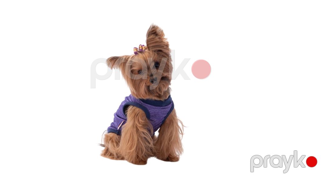 Kofta Pawstar Purple The Sun, bənövşəyi, ölçü L — Mallar, Bakı (2)