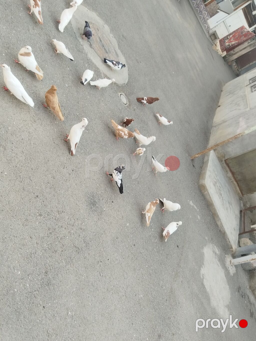 satılır 23 quş 140 manat gəncə — Göyərçin, Gəncə (8)