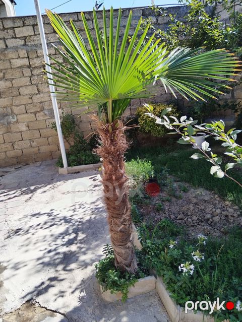 Ağaclar — Bakı
