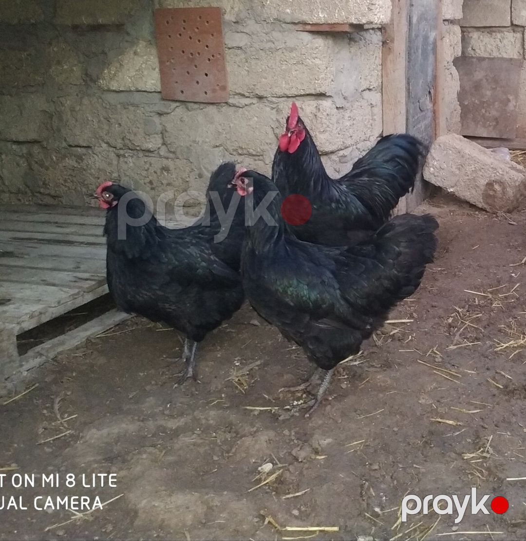 Avstralorp yumurtası — Quşlar, Bakı (3)