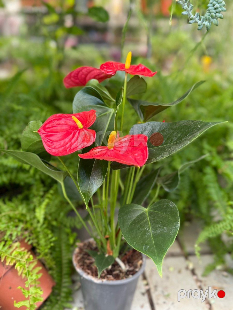 Anthurium — Bitkilər, Bakı (5)
