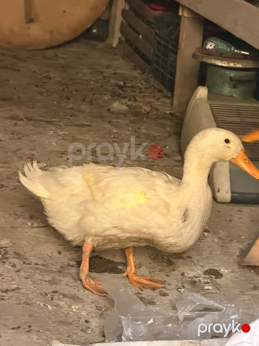 Pekin ördəkləri — Quşlar, Bakı (4)