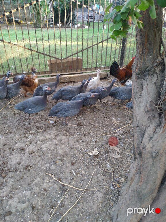 Firəng quşları — Quşlar, Sabirabad (10)