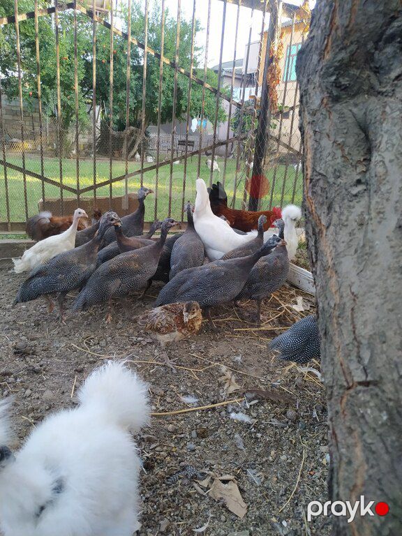 Firəng quşları — Quşlar, Sabirabad (11)