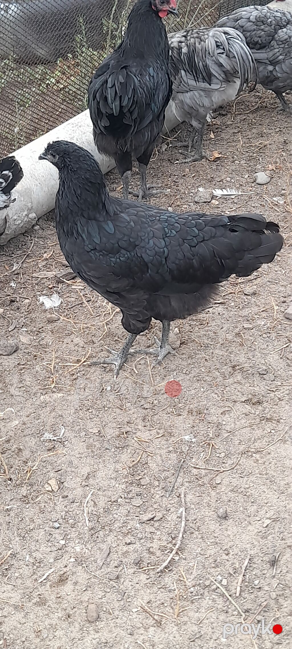 Toyuq, Damazlıq — Toyuq və xoruz, Digah (5)