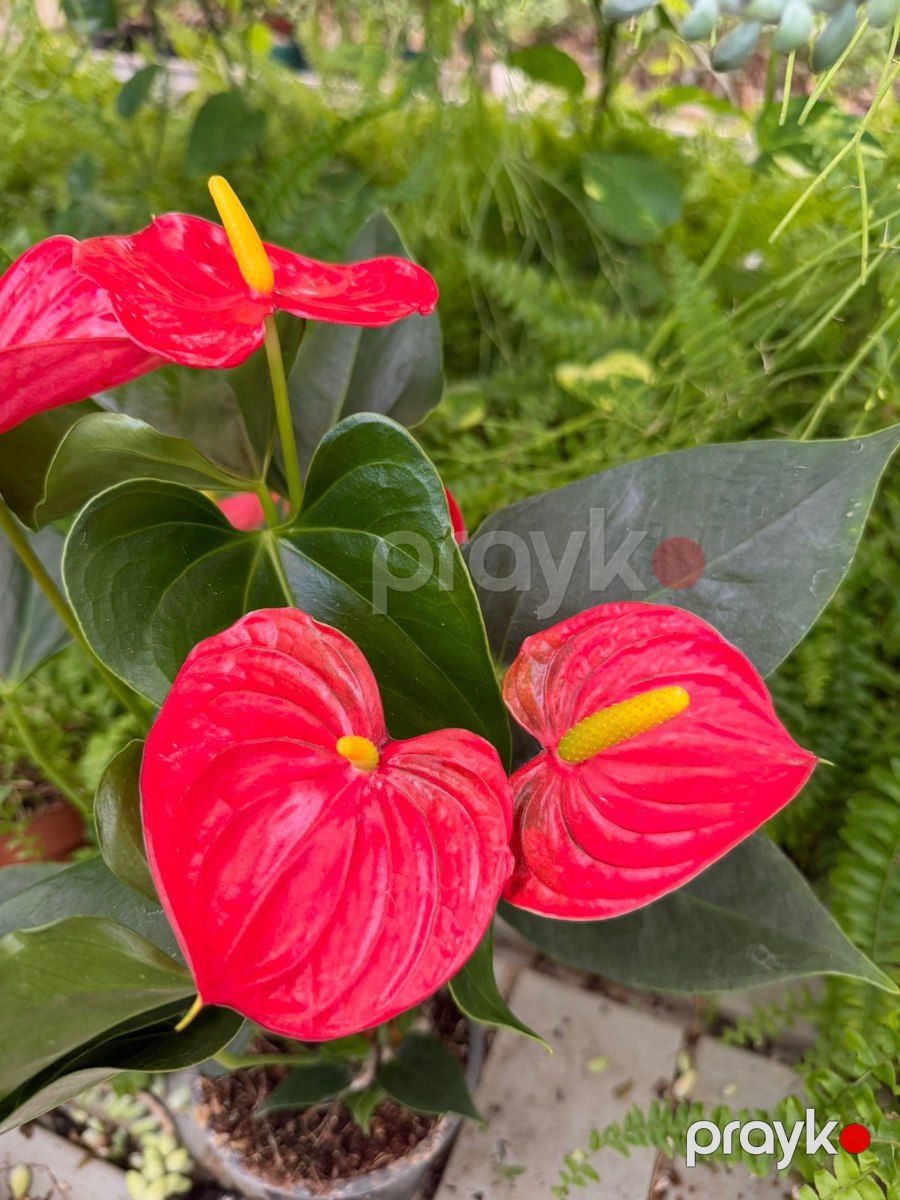 Anthurium — Bitkilər, Bakı (6)