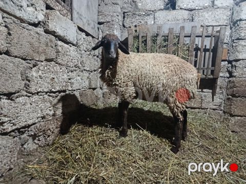 Quzu — Bakı