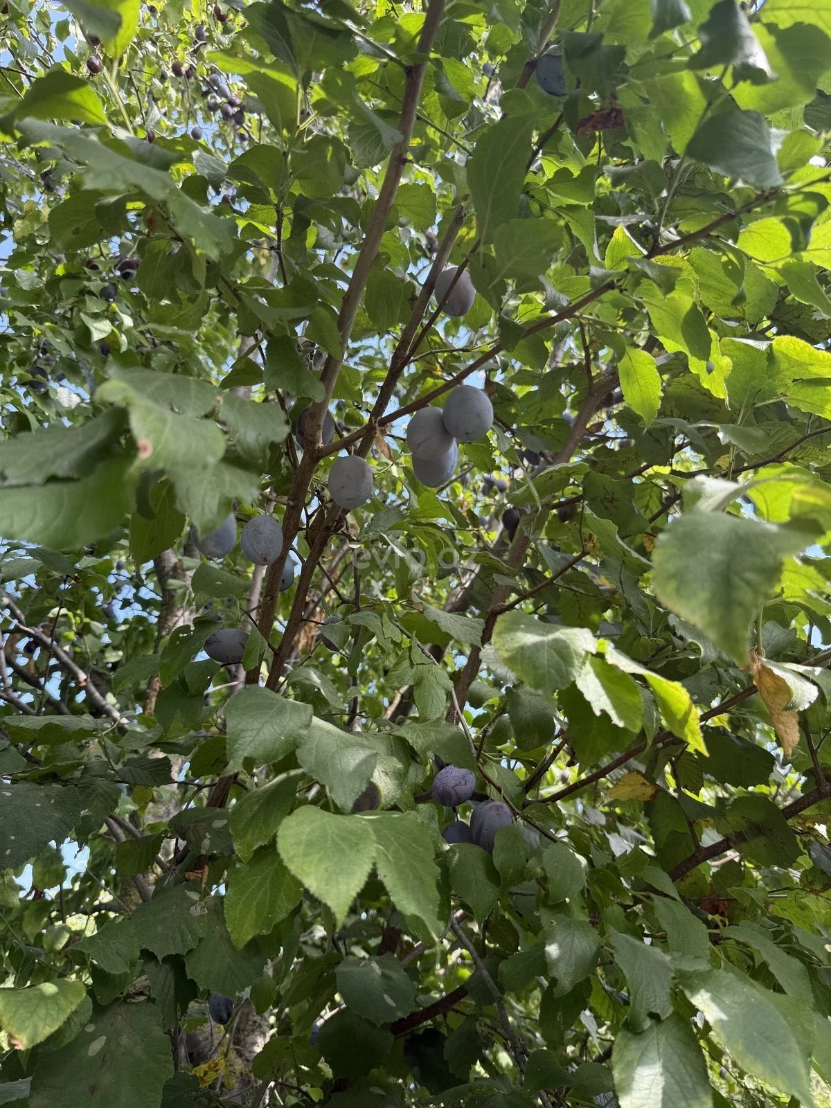 Torpaq sahəsi satılır Xaçmazda — Torpaq, Xaçmaz (3)