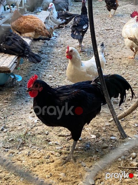 Xoruz Avstrolp 5 aylıq 3 ədəddir uzun quyruq sağlam aktiv heyvandir — Digah