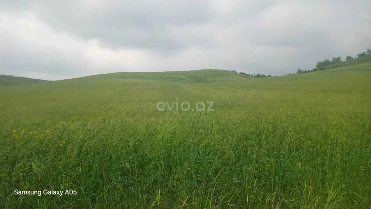 Torpaq sahəsi satılır Şabranda — Torpaq, Şabran (2)