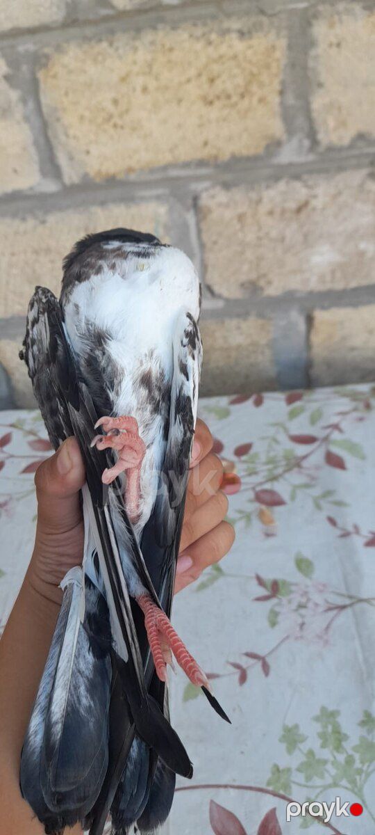 Göyərçin — Quşlar, Beyləqan (4)