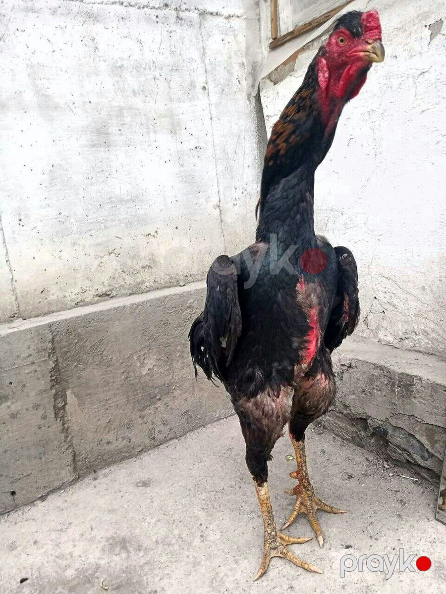 Heyratı xoruzu — Quşlar, Ağstafa (3)