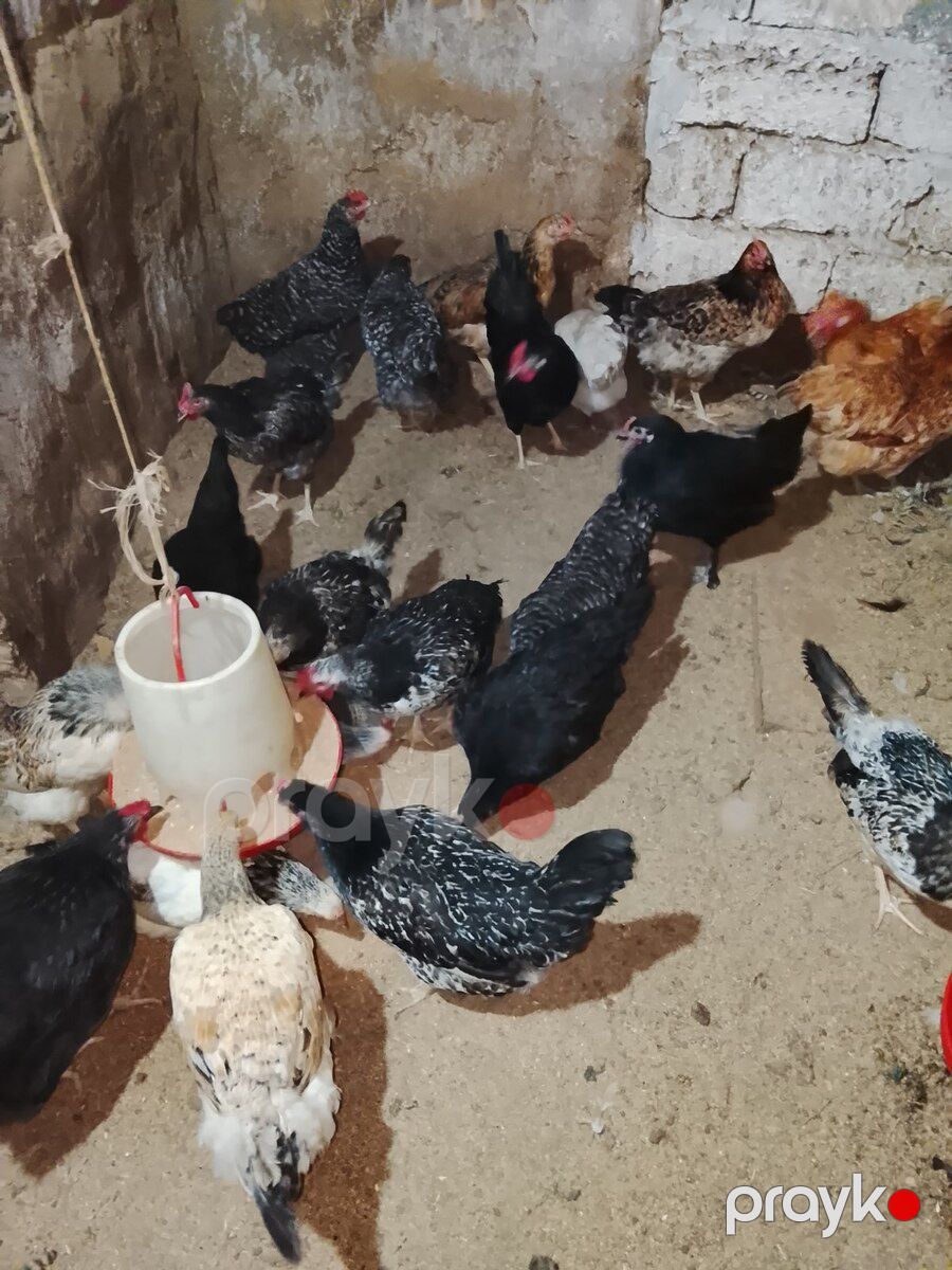 Xoruz və toyuqlar — Quşlar, Bakı (5)