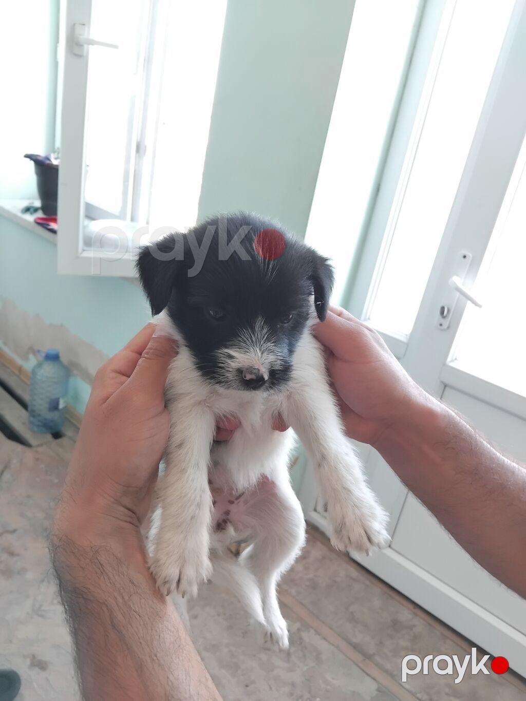 Zvonok, 2 ay, Erkək, Peyvəndli, Ünvandan götürmə, Pulsuz çatdırılma — Köpəklər, Bakı (4)