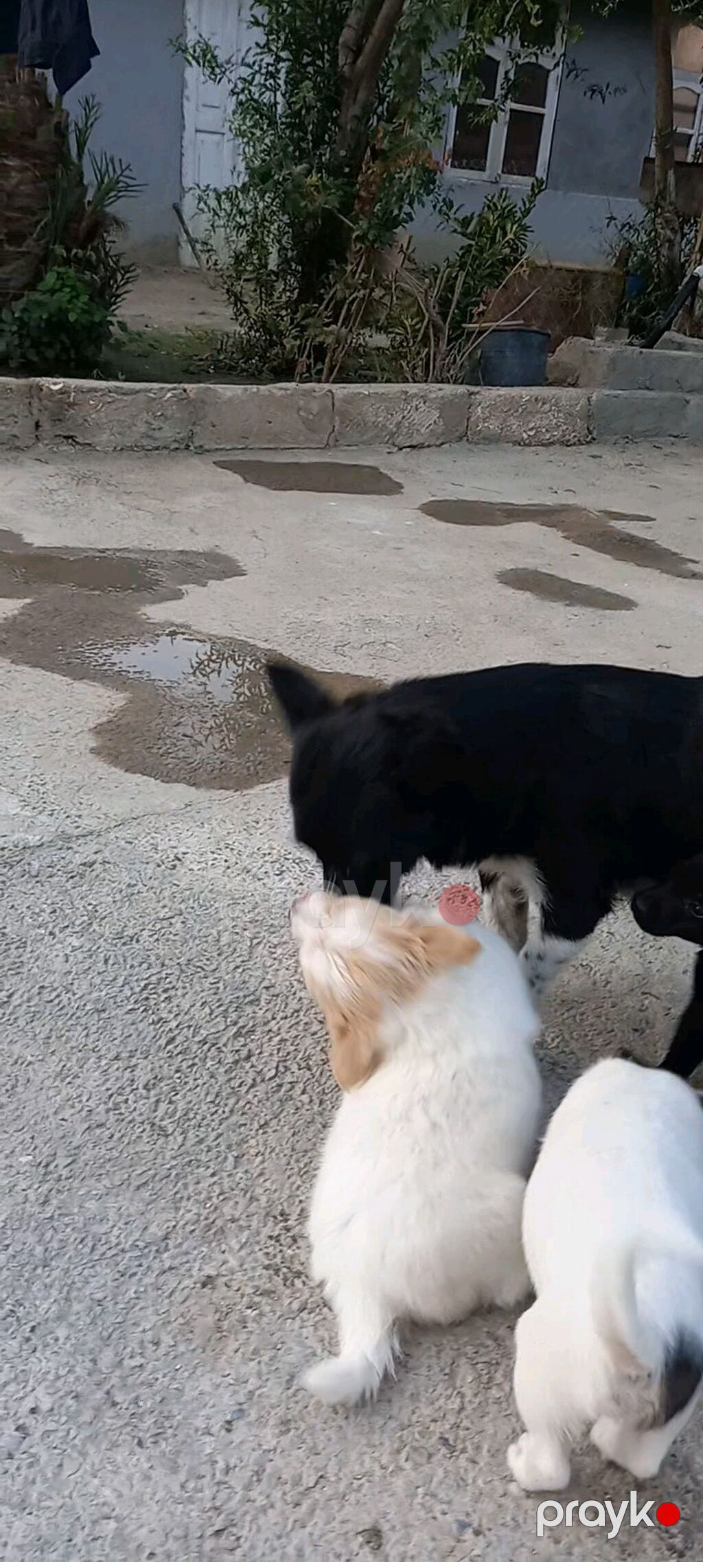 2 ay — Köpəklər, Digah (2)
