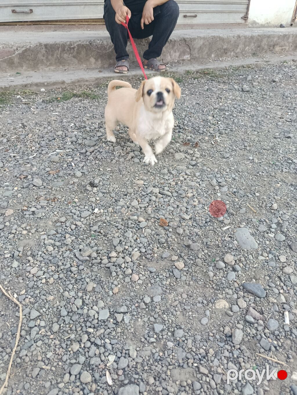 Pekines, 7 ay, Dişi, Peyvəndli, Ödənişli çatdırılma — Köpəklər, Gəncə (2)
