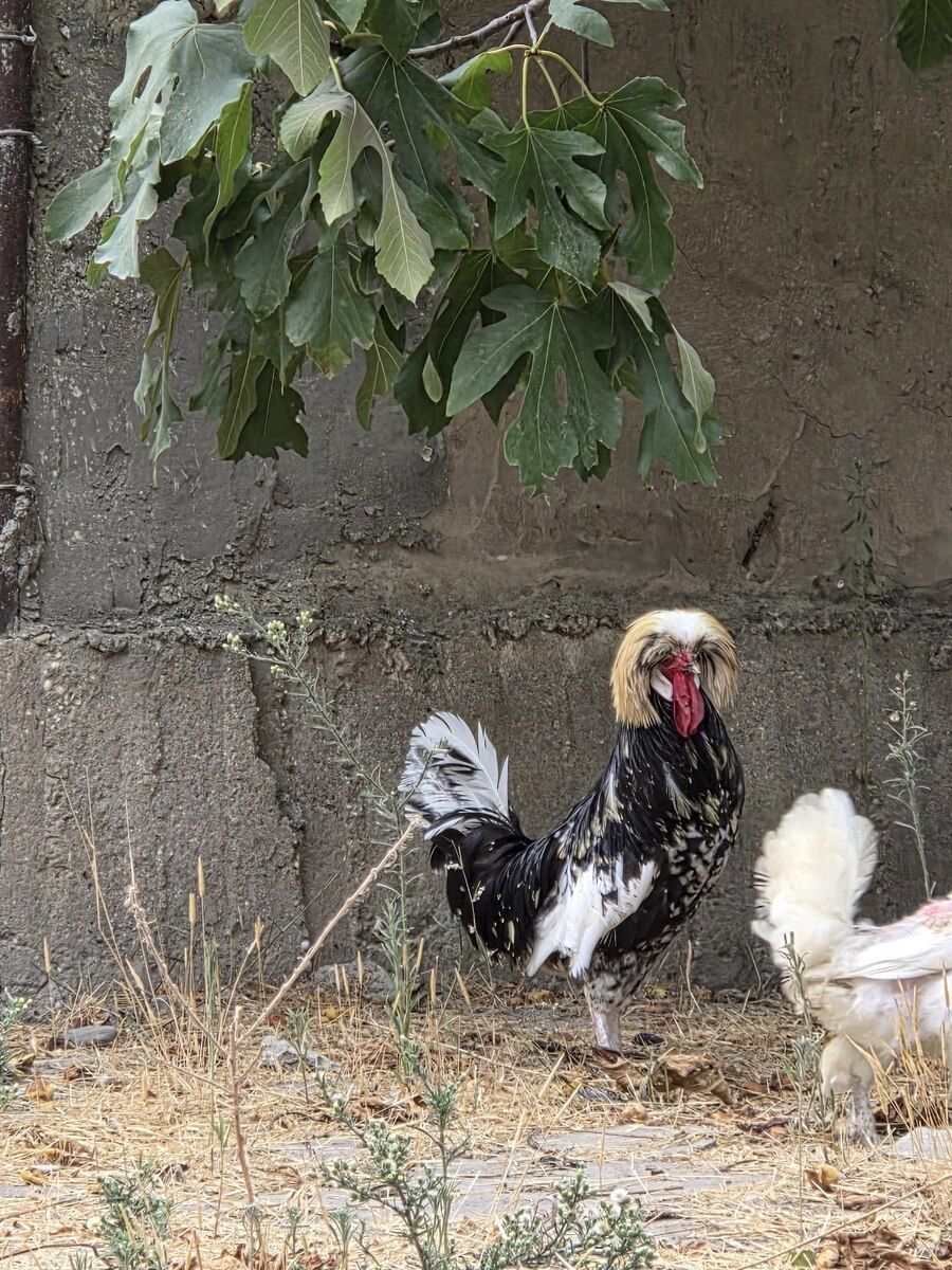 Fizan xoruzu — Quşlar, Bakı (4)