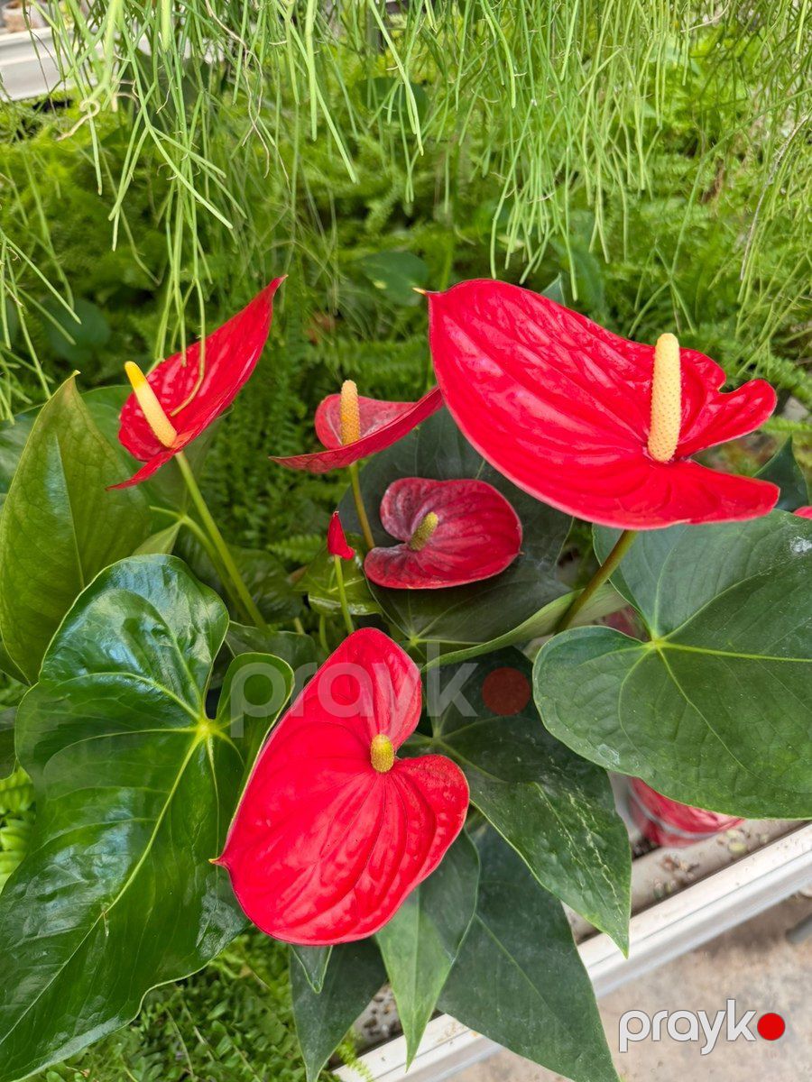 Anthurium — Bitkilər, Bakı (4)