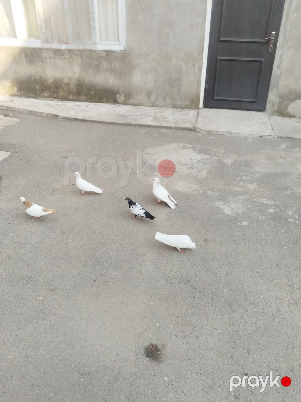 satılır 23 quş 140 manat gəncə — Göyərçin, Gəncə (4)