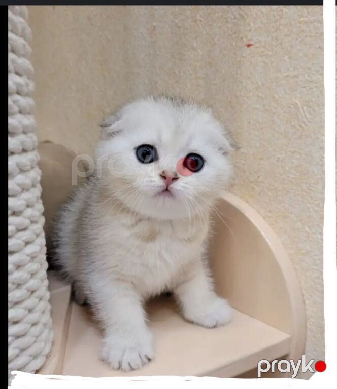 Котята шиншиллы — Pişiklər, Bakı (7)