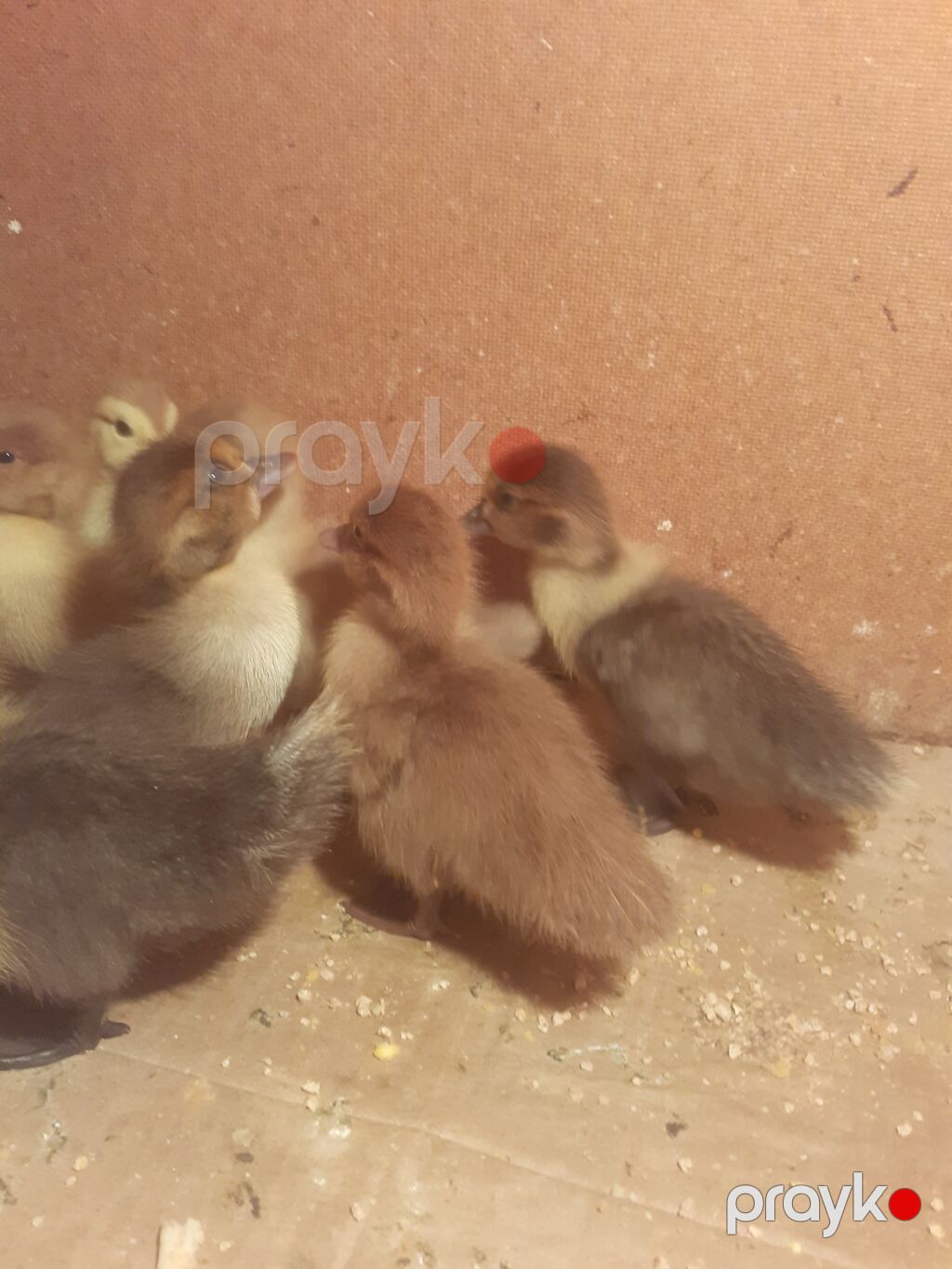 17 dene 3 gunluk ordek balalari biri 4 azn 055 880. 85. 29 — Digərləri, Xırdalan (8)
