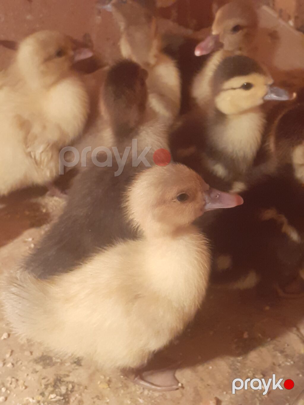 17 dene 3 gunluk ordek balalari biri 4 azn 055 880. 85. 29 — Digərləri, Xırdalan (5)