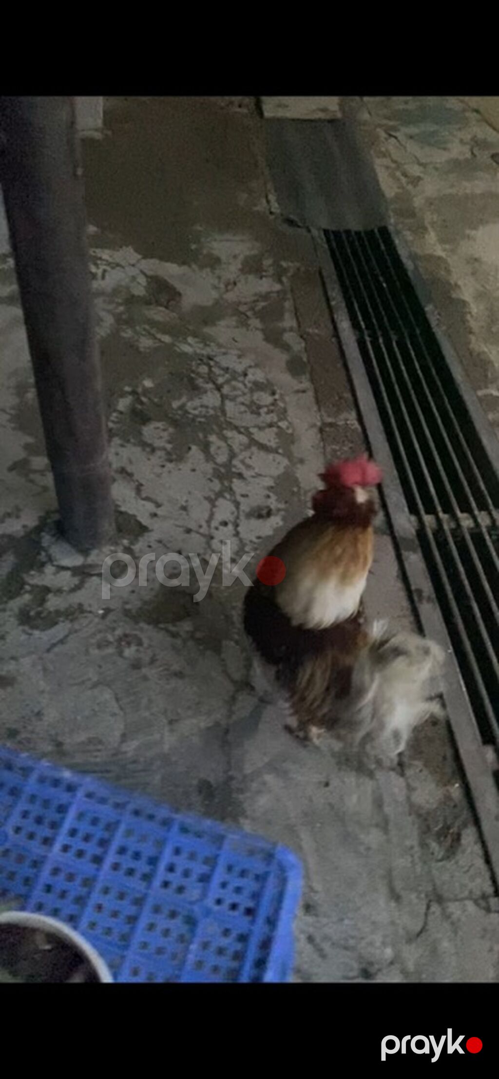 Cücə xoruz - Növ: ev təsərrüfatı üçün xoruz - Rəng: qarışıq – ağ — Toyuq və xoruz, Quba (2)