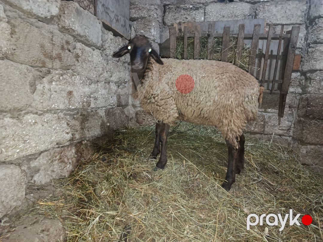Quzu — Kənd təsərrüfatı heyvanları, Bakı (3)