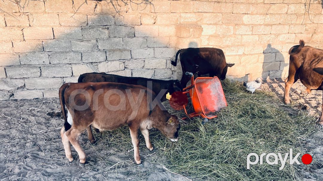 Dana — Kənd təsərrüfatı heyvanları, Bakı (3)