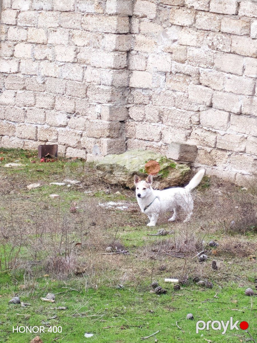 Zvanok iti — Köpəklər, Bakı (2)