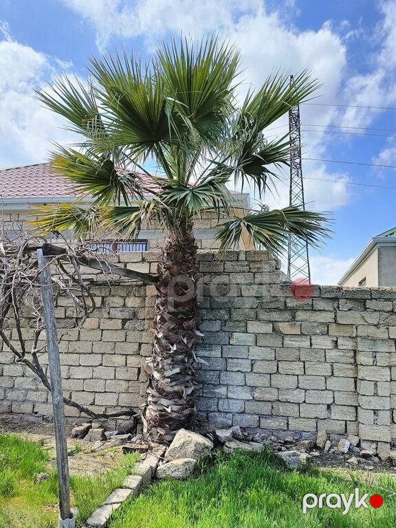Vaşinqton palması — Bitkilər, Bakı (9)