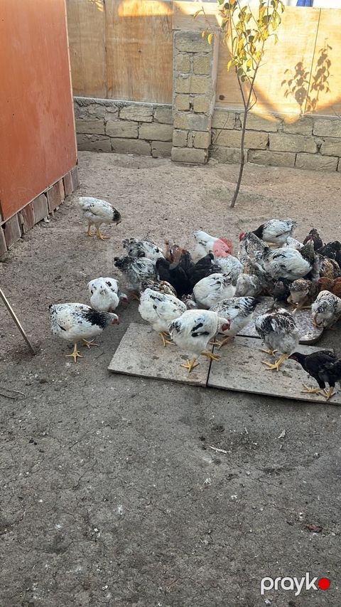 Çolpalar — Bakı