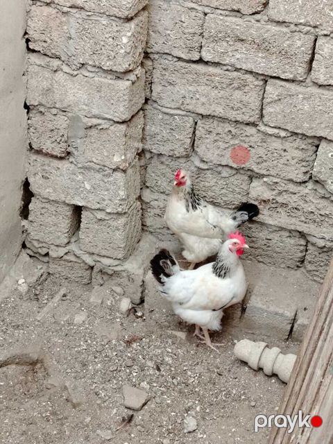 Toyuq — Bakı