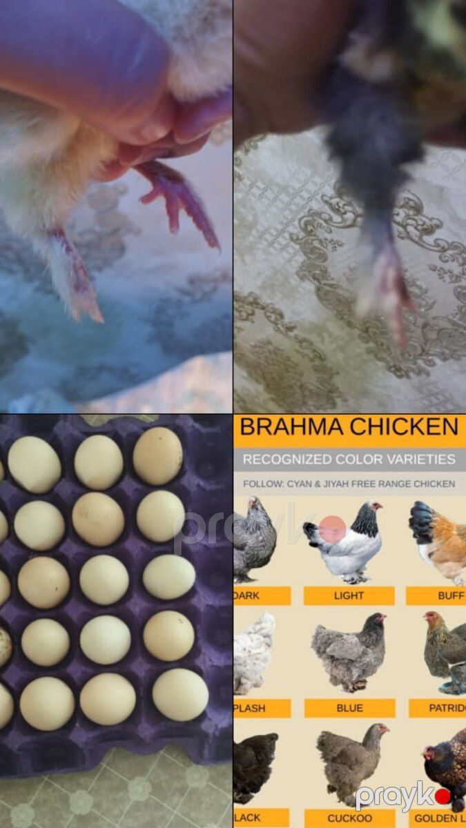 Brama yumurtası — Quşlar, Biləsuvar (2)