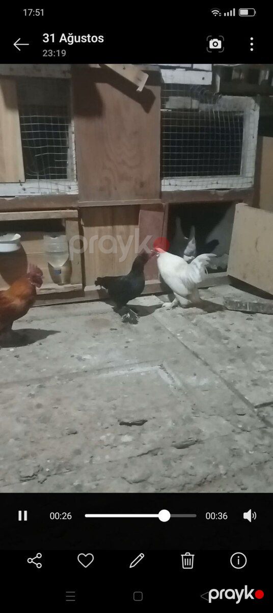 Yaponka quşlar — Quşlar, Bərdə (4)