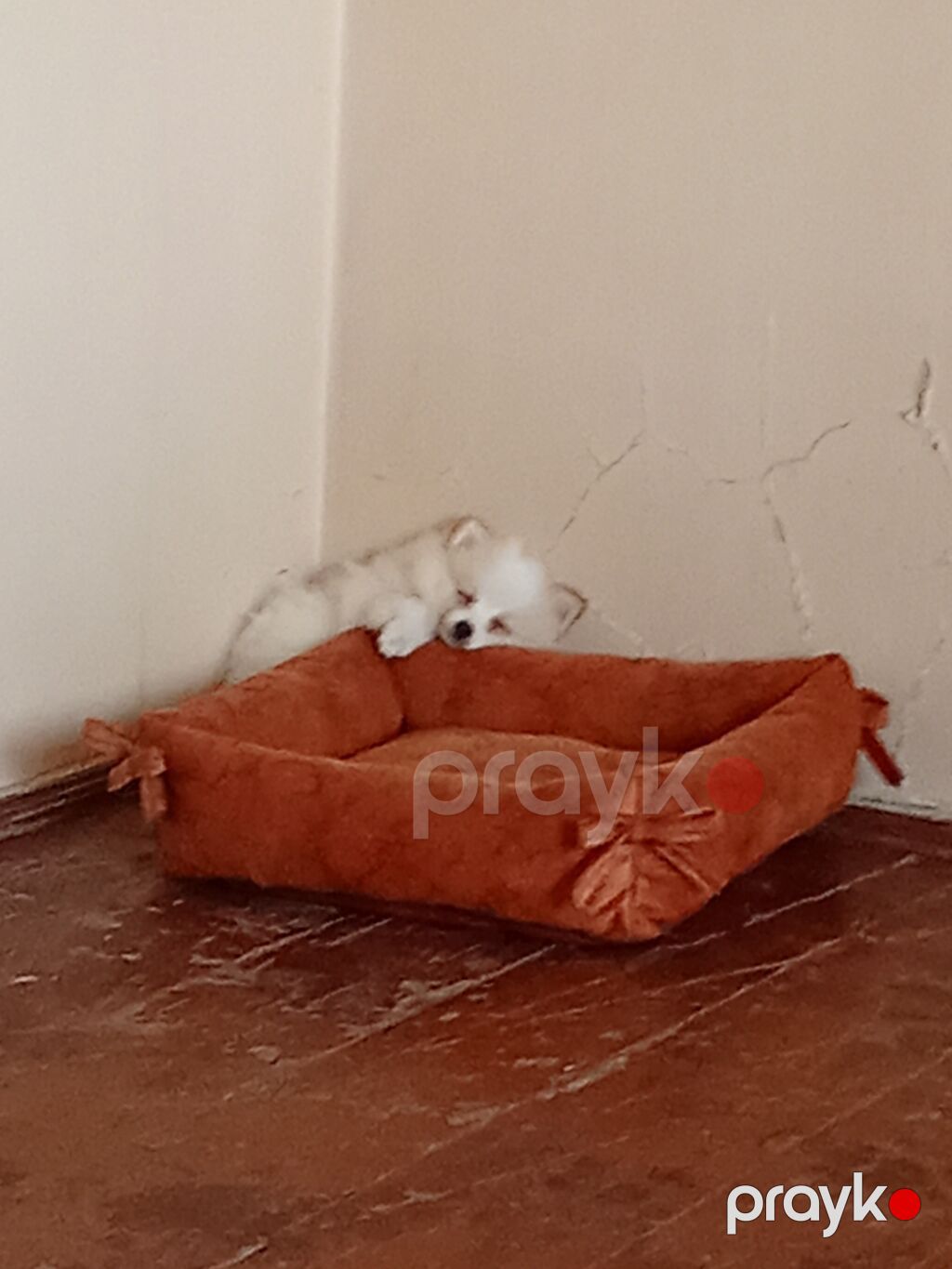 Şpitz, 3 ay, Erkək, Peyvəndli, Ünvandan götürmə — Köpəklər, Digah (2)